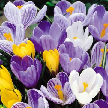 Crocus vernus Mix B