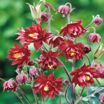 Aquilega Vulgaris Ruby Port