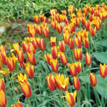 Tulip Species Clusiana var Chrysan