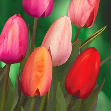 Tulip Darwin Hybrid Impression Mix