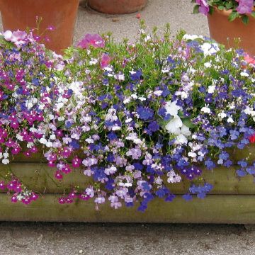 Lobelia wooden trough