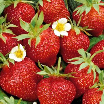 Fragaria Ostare B