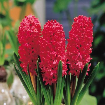 Hyacinth Red Los