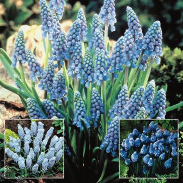 Muscari Collection