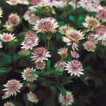 Astrantia major Buckland