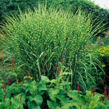 Miscanthus Zebrinus Strictu
