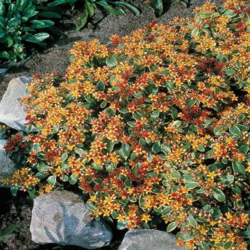 Sedum kamschaticum