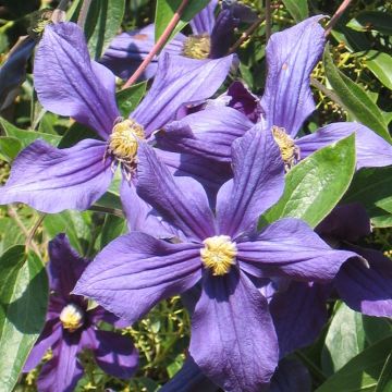 Clematis The President