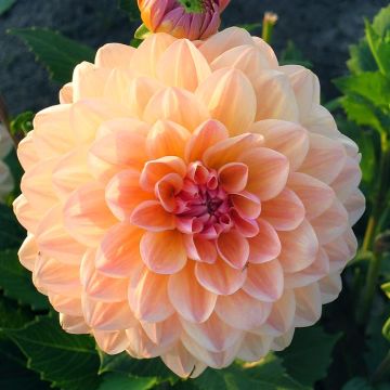 Dahlia dec Maya