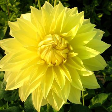 Dahlia Kelvin's Floodlight