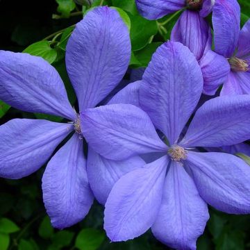 Clematis Mrs. Cholmondeley