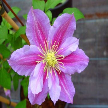 Clematis patens Piilu