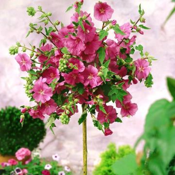 Standard Lavatera op stam