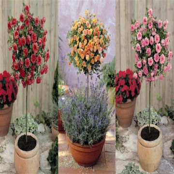 StdRoseRedPinkBiColourColl