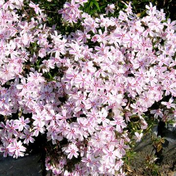 Phlox subulata Candy Stripe