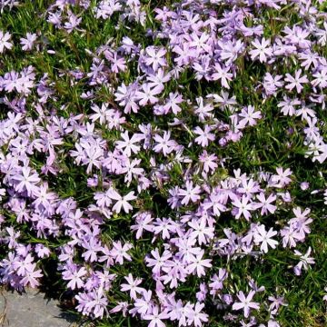 Phlox subulata Pink