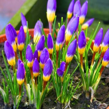 Crocus sibirie sp. Tri Colore