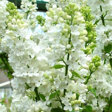 Syringa vulgaris White