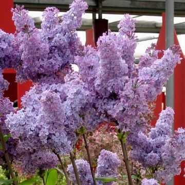 Syringa vulgaris Lilac Blue