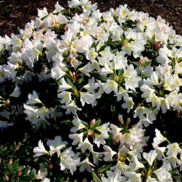 Rhododendron Silver Six Pence (yakoshimanum group)