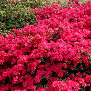 Rhododendron Jap. Azalea Hino Crimson