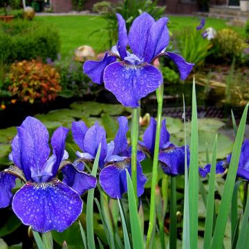 Iris sibirica Blue 3