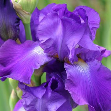 Iris barbata Grape Adventure