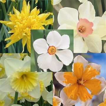 Narcissi Coll Gerard 2