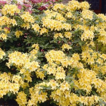 Azalea Yellow