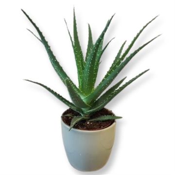 Aloe Vera Arborescens