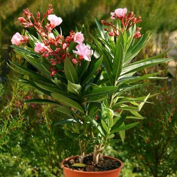 Nerium oleander