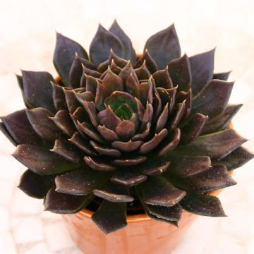 Echeveria Black Prince