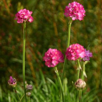 Armeria Pink