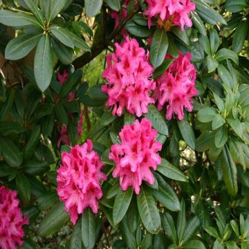 Rhododendron Anah Kruske