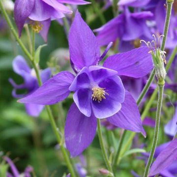 Aquilegia Lila