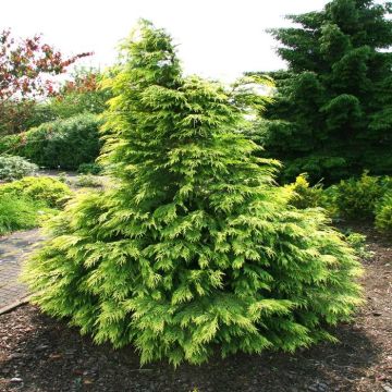 Chamaecyparis lawsoniana Sunkist
