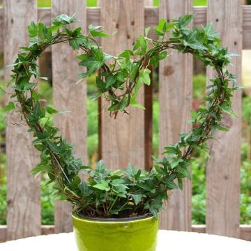 Hedera shamrock Heart