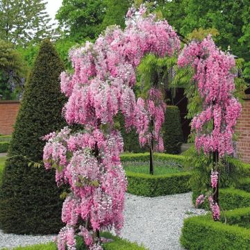 wisteria pink arch