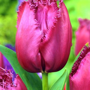 Tulip Fringed Curly Sue