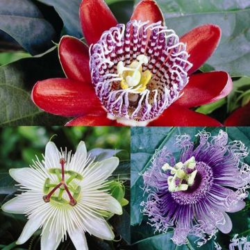 Passiflora Collections x 3