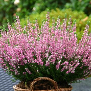 Heather Pink (Caluna Vulgaris Pink)