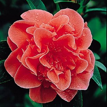 Camelia Red