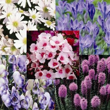 Cottage Perennial Coll. x 35