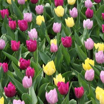 Sunny-Candy-Purple Prince Mix