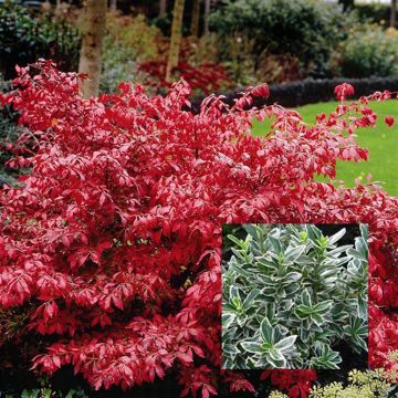 Euonymus Combo Alatus Albovariegatus