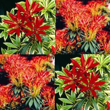 Pieris combo Flaming Silver Forest Flame