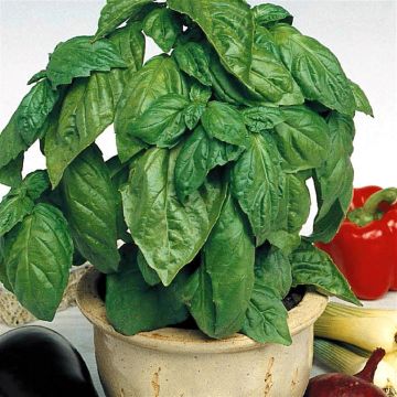 3 1015 Sweet Basil picture