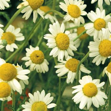 3 1100 Camomille picture