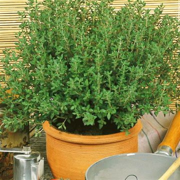 3 1225 Thyme picture