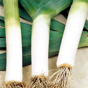 2 2515 Leeks